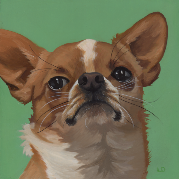 Портрет чихуахуа