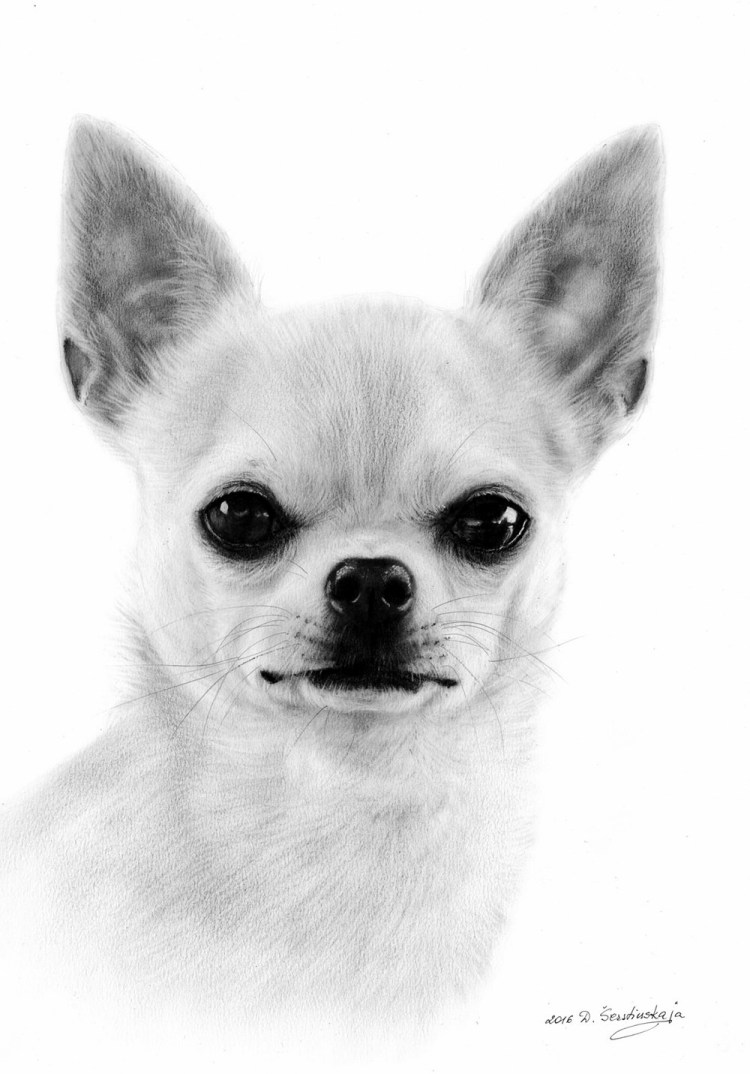 Морда щенка чихуахуа