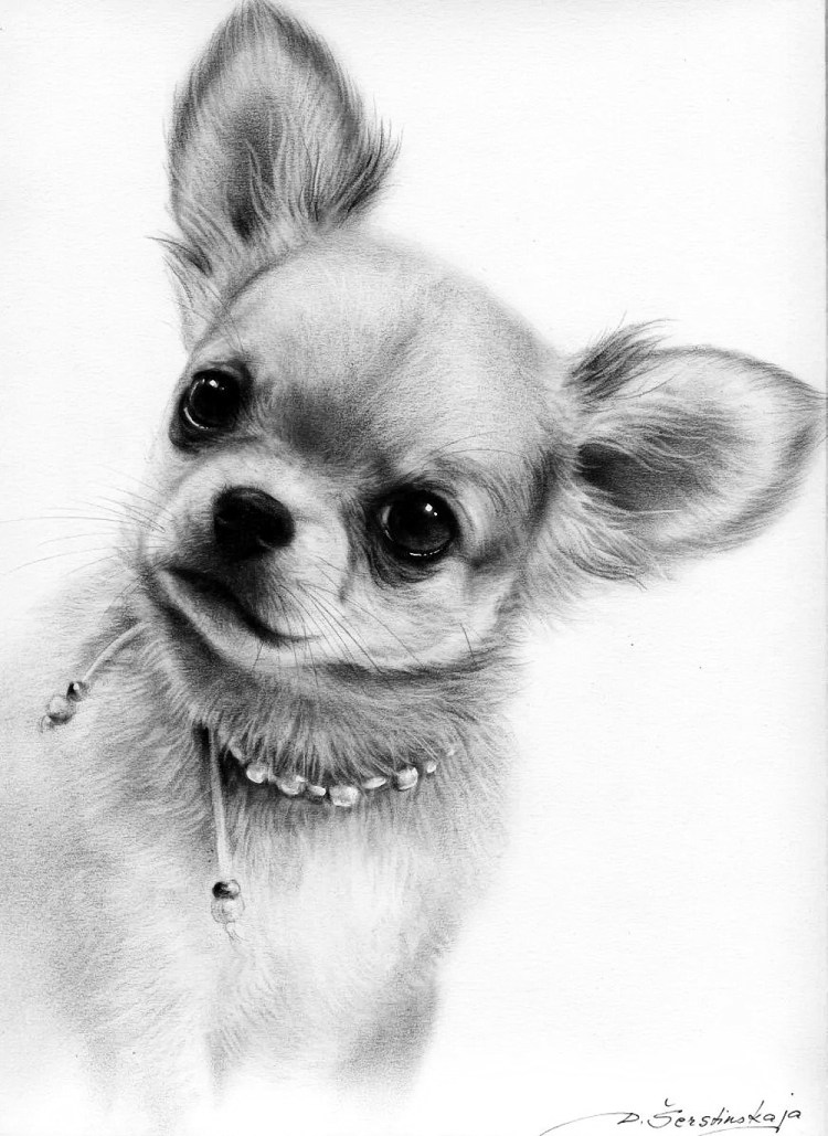 Чихуахуа карандашом