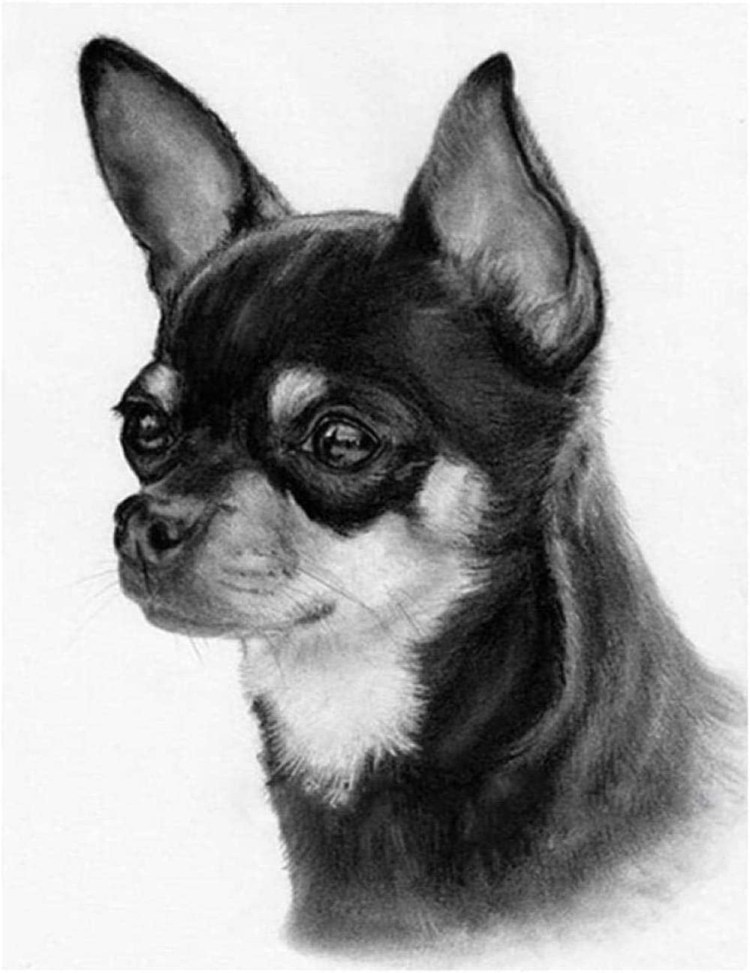 Чихуахуа карандашом