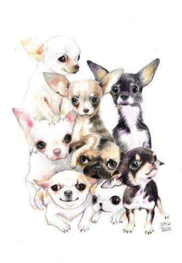 Прикольные чихуа Рисованные