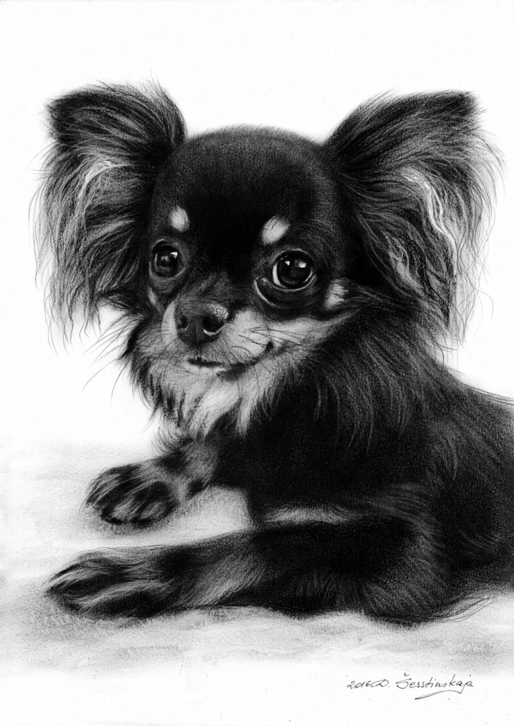 Чау Хуа длинношерстная