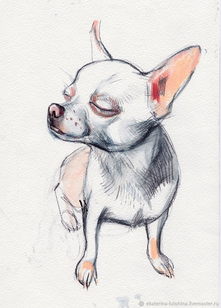 Терьер чихуахуа собака