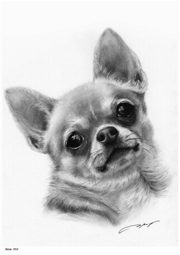 Чихуахуа Дирк