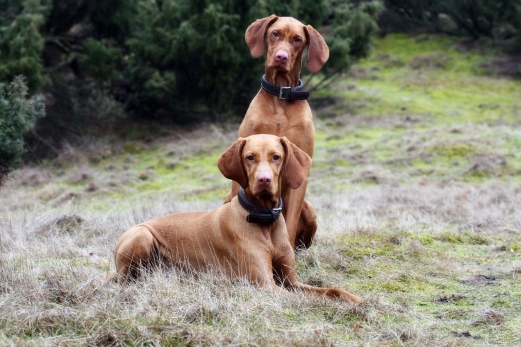 Венгерская выжла щенки