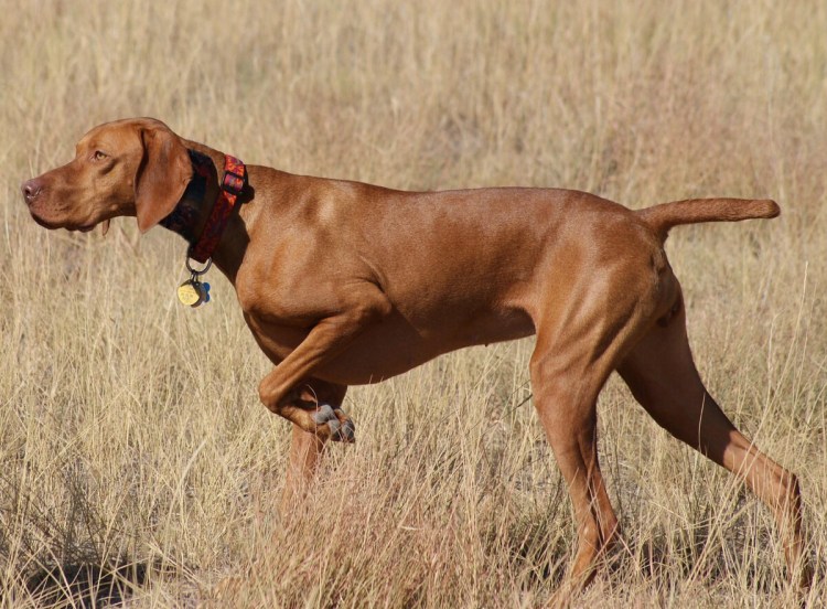 Собака венгерская выжла