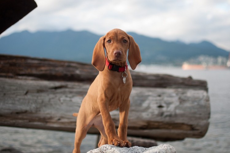 Венгерская выжла Черемушки Бетси