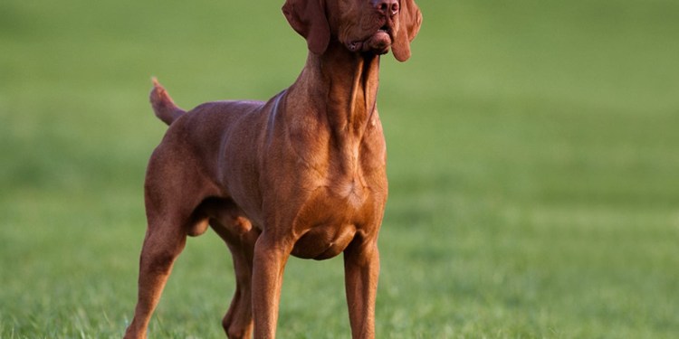 Визсла (венгерская выжла)