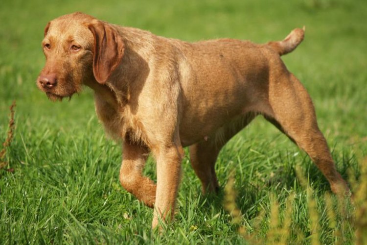 Венгерская выжла