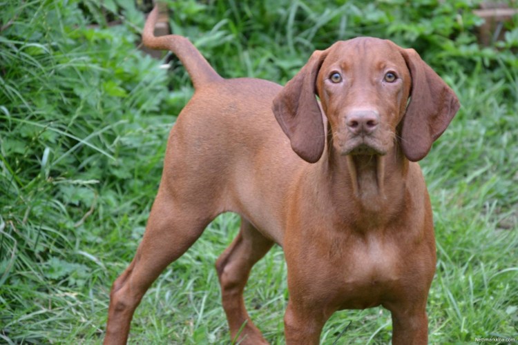 Венгерская выжла