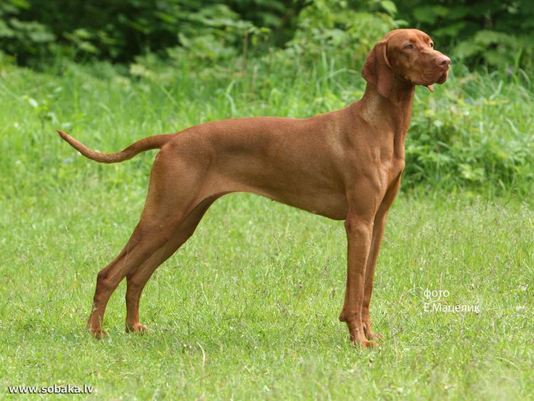 Порода венгерская выжла