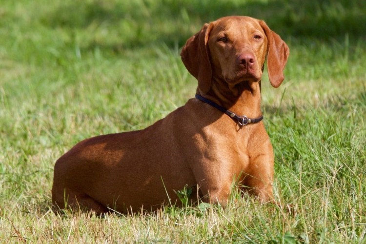 Венгерская легавая выжла