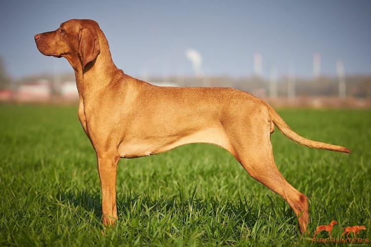 Венгерская выжла