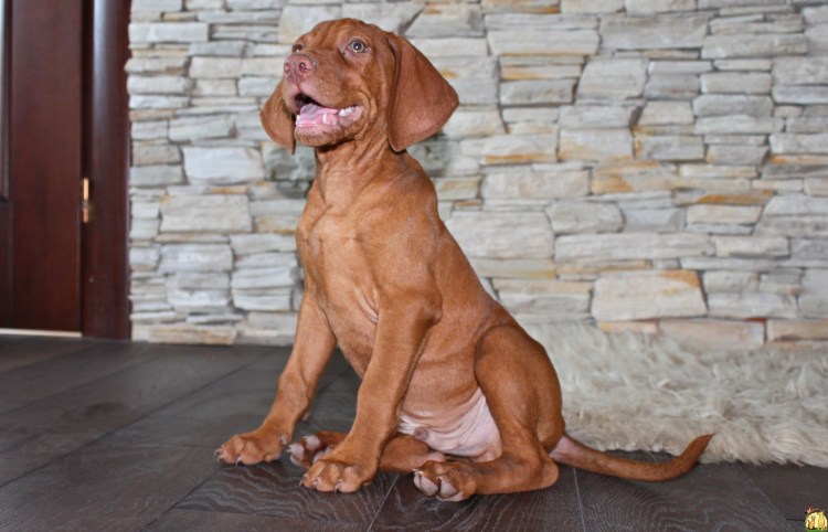 Охотничья венгерская выжла
