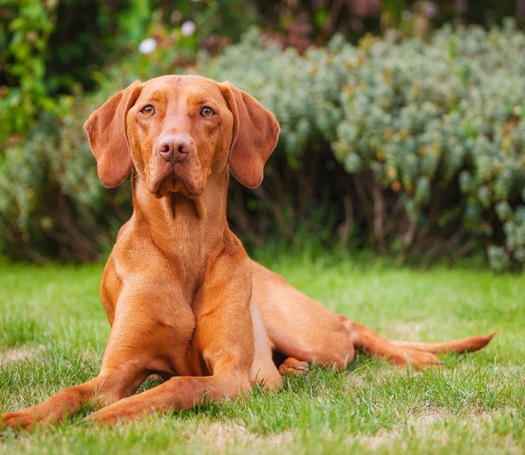 Венгерская выжла