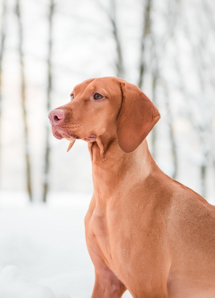 Венгерская выжла