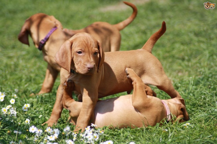 Венгерская выжла