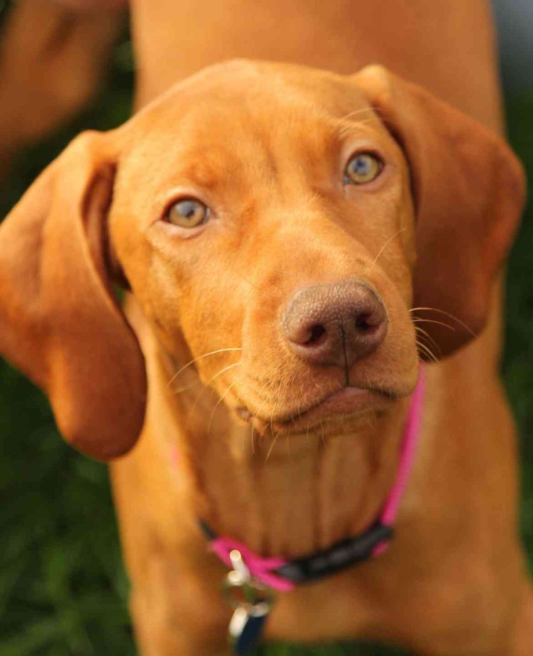 Порода венгерская выжла