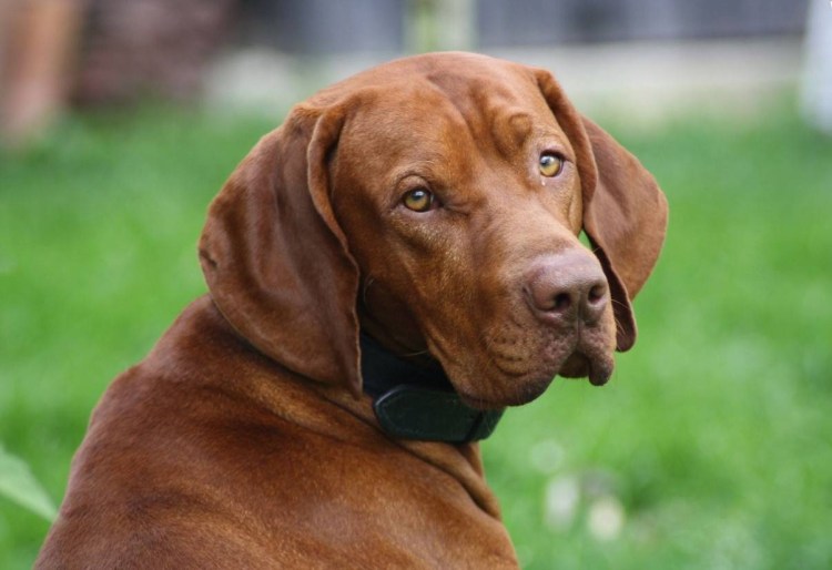 Венгерская легавая выжла