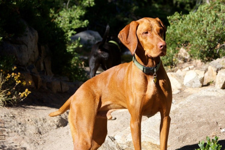 Венгерская выжла щенки