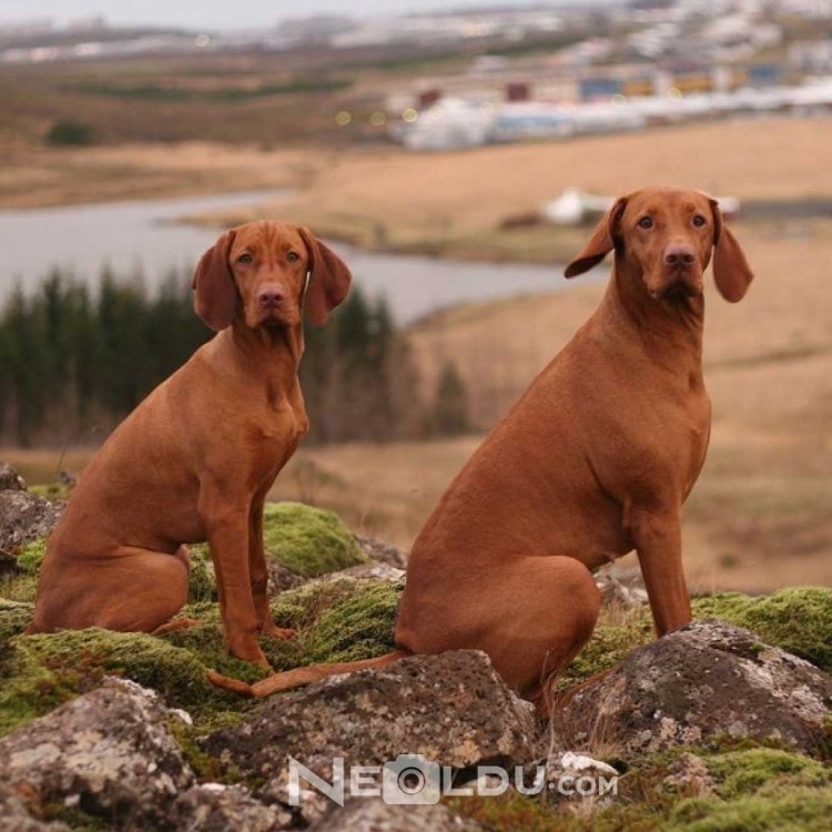 Короткошерстная выжла