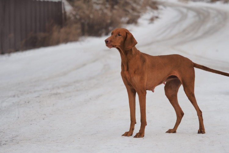 Венгерская выжла
