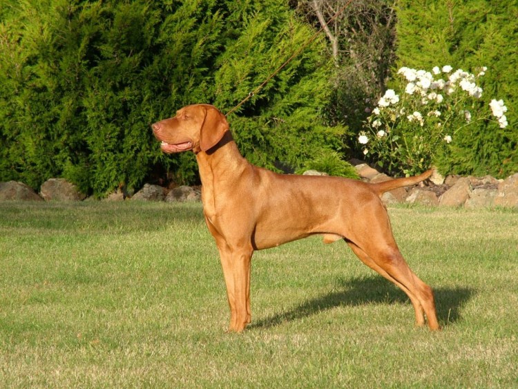 Выжла вислоухая