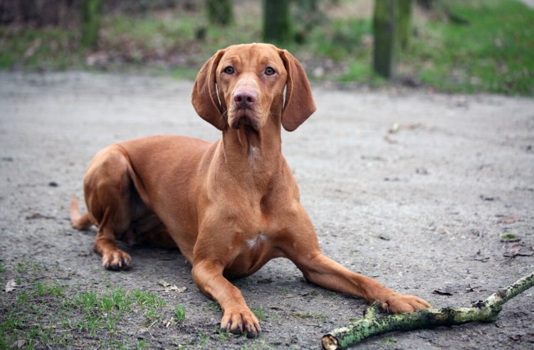 Короткошерстная выжла