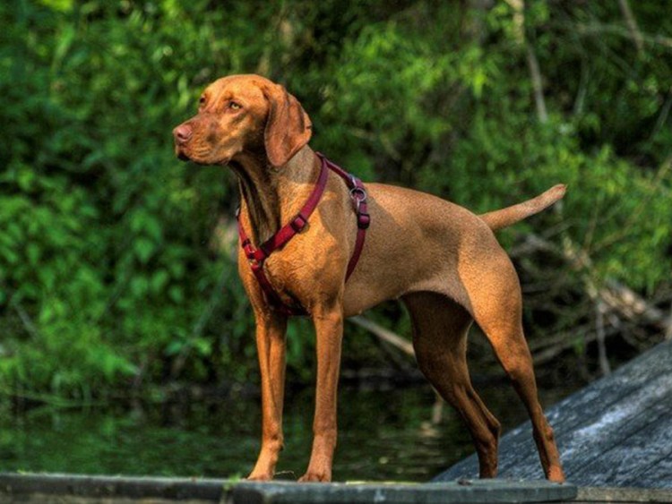 Венгерская выжла щенки