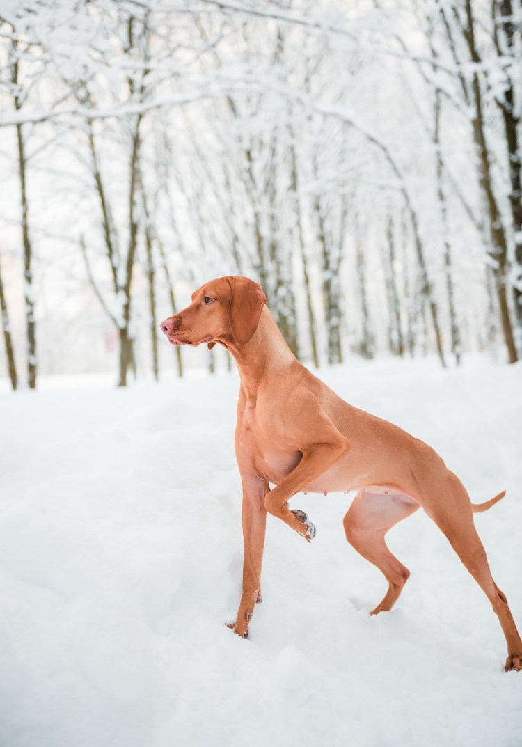 Венгерская легавая выжла