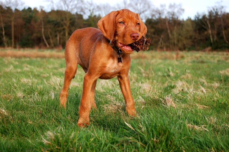 Венгерская легавая выжла