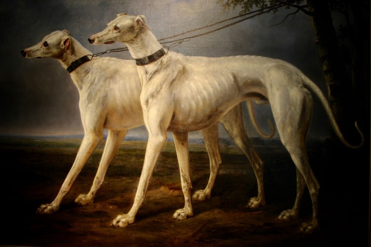 Колина Уиппет