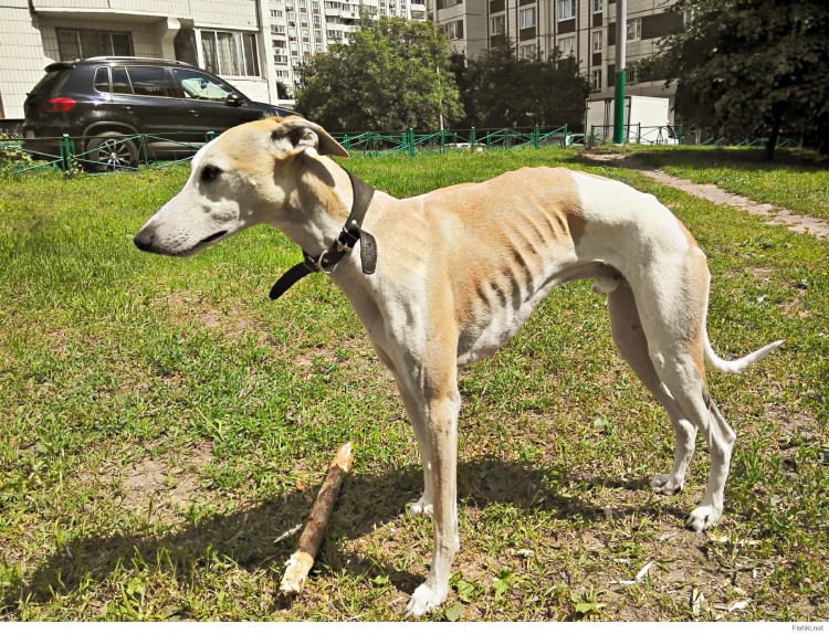 Скелет собаки ребра