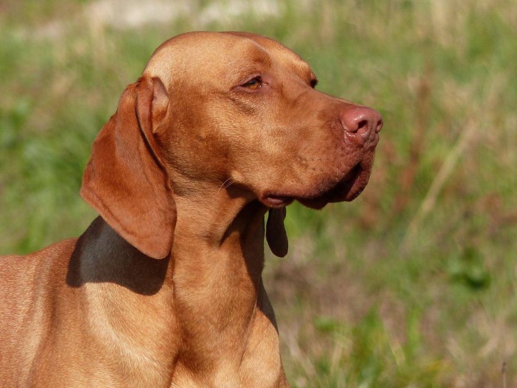 Венгерская жесткошёрстная выжла