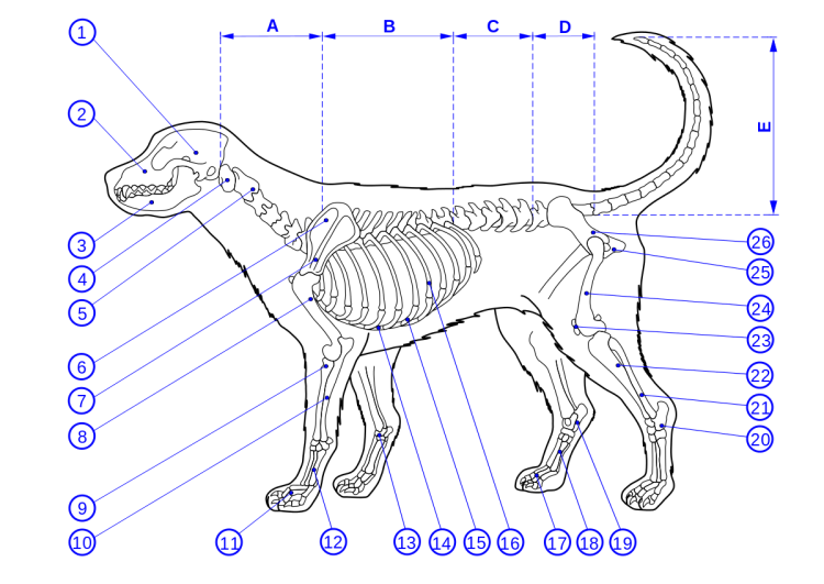 Кенгуровая борзая
