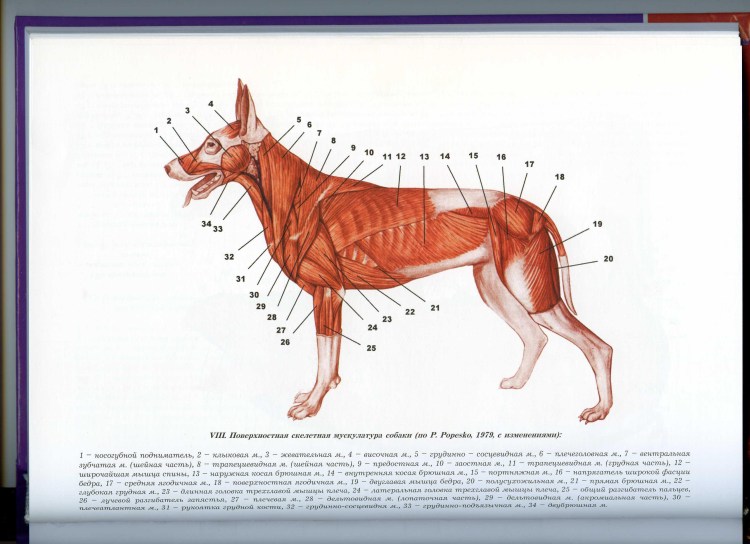 Скелет ВЕО собаки анатомия