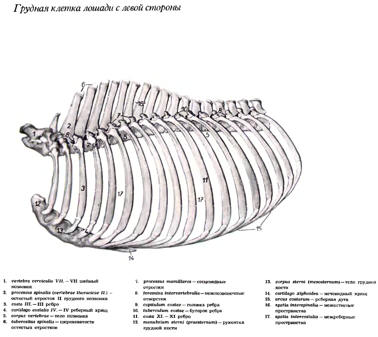 Как выглядят собачьи ребра
