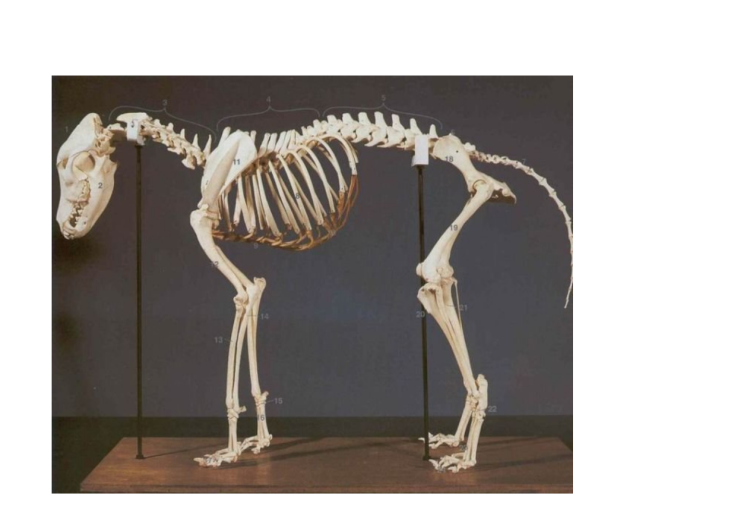 Ребро коровы