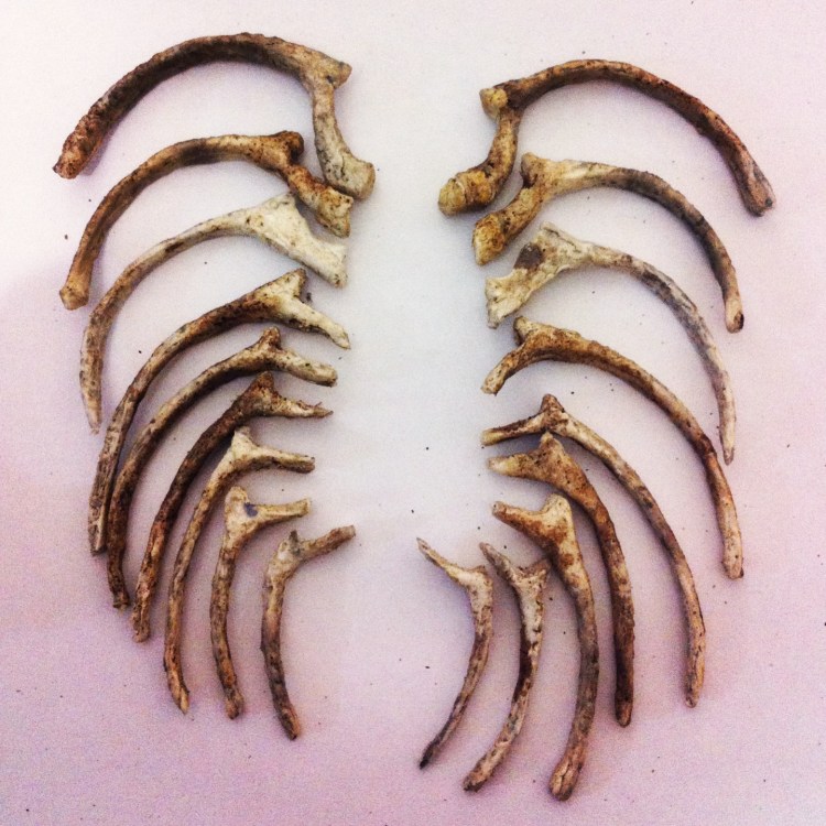 Ребра собаки