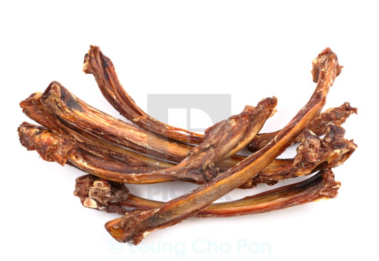 Строение собаки скелет анатомия