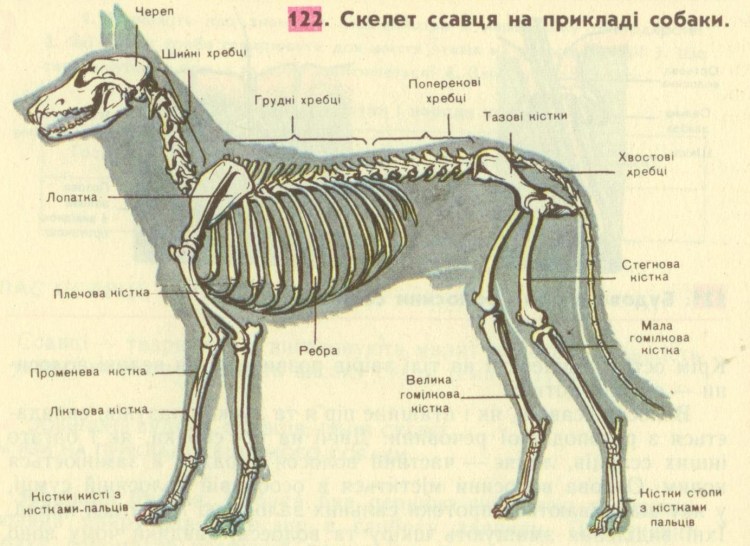 Скелет canis Dirus