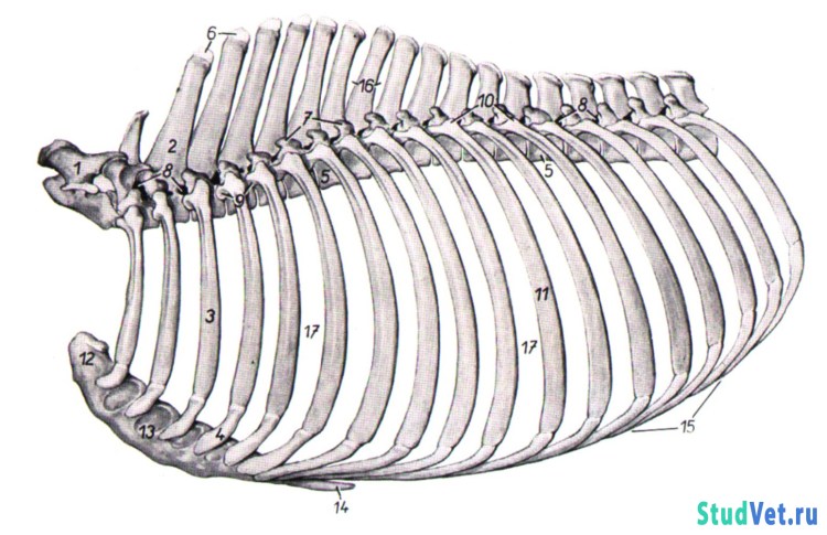 Самая худая собака в мире