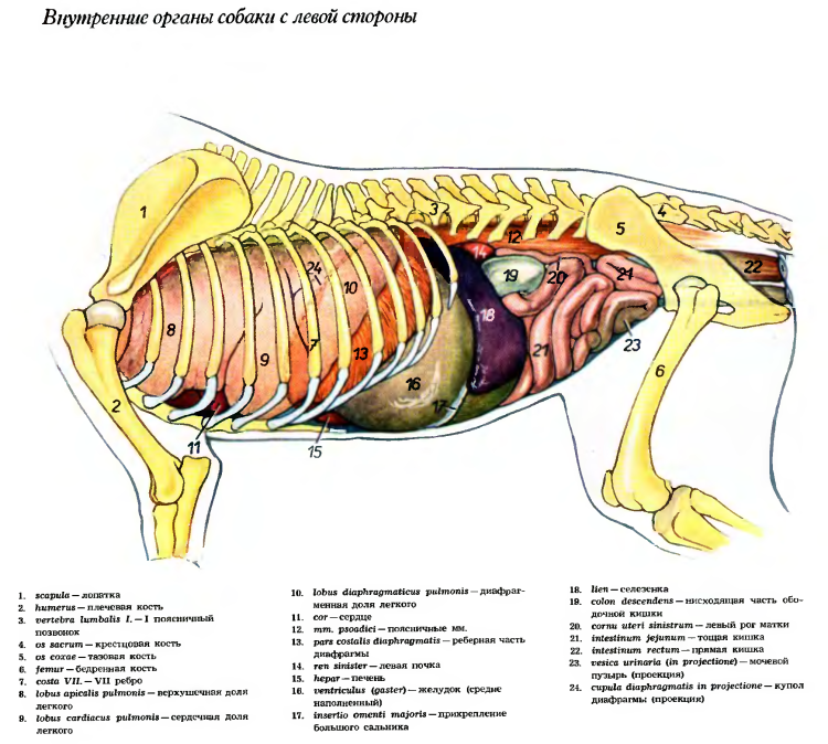 Скелет ВЕО собаки анатомия