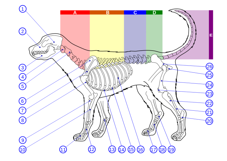 Анатомия собаки самки