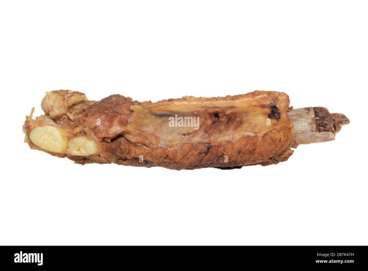 Скелет собаки позвоночник