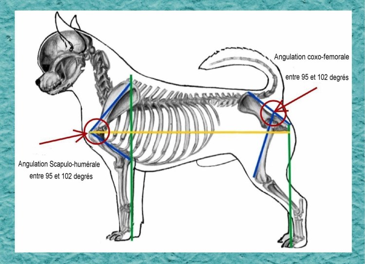 Строение скелета волка