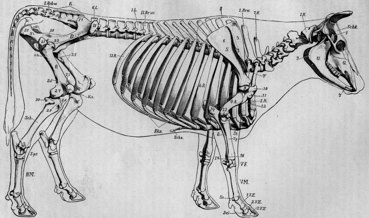 Скелет млекопитающего на примере собаки