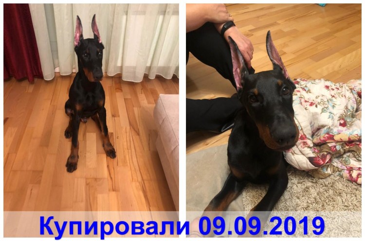 Лекало для купирования ушей у собак