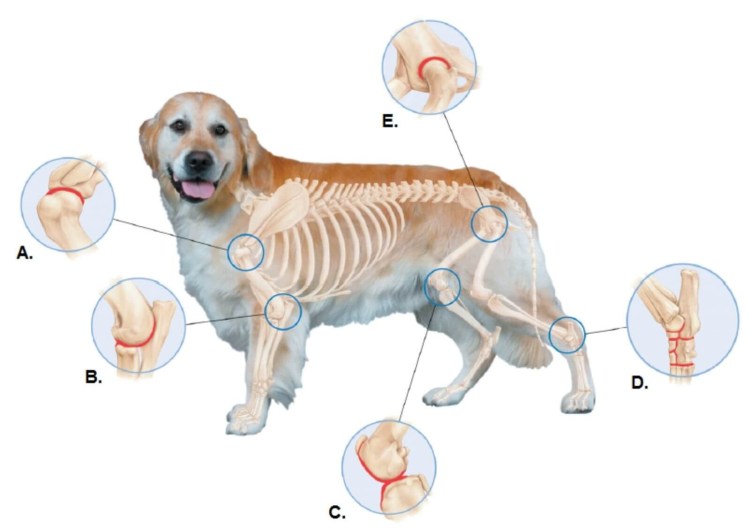 Анатомия кошки скелет и мышцы