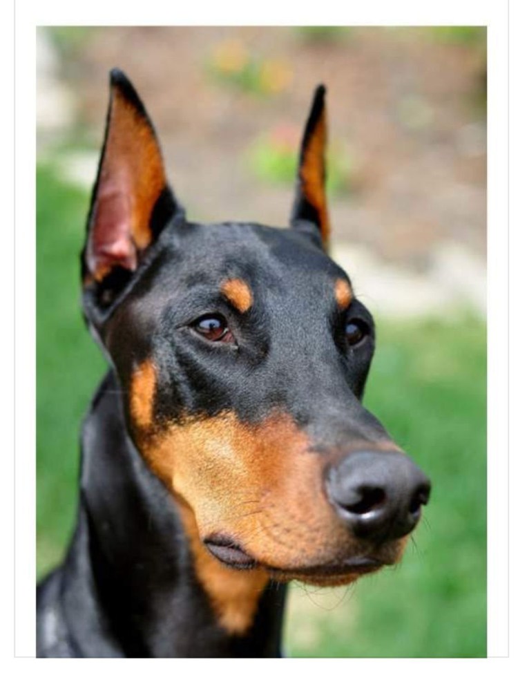 Доберман не куированный